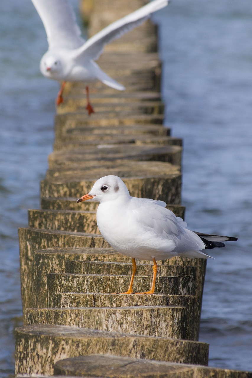 Ein Vogel in Zignst am Strand